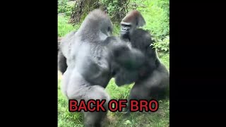 If gorilla could talk