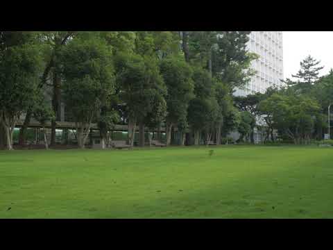人文社会学科 【不在の時間#4】低空飛行の燕　愛知大学豊橋キャンパスの様子20200527