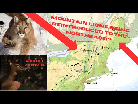 Reintroducing Mountain lions to the NorthEast? Eastern Mountain Lion Project pt i