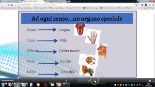 Organi di senso: il gusto