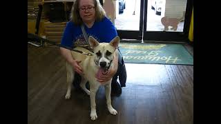Video preview image #1 German Shepherd Dog-Unknown Mix Puppy For Sale in Enfield, CT, USA