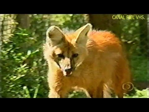 Rede Globo e RBS TV/RS - Globo Repórter incompleto + intervalos 7/10/2001