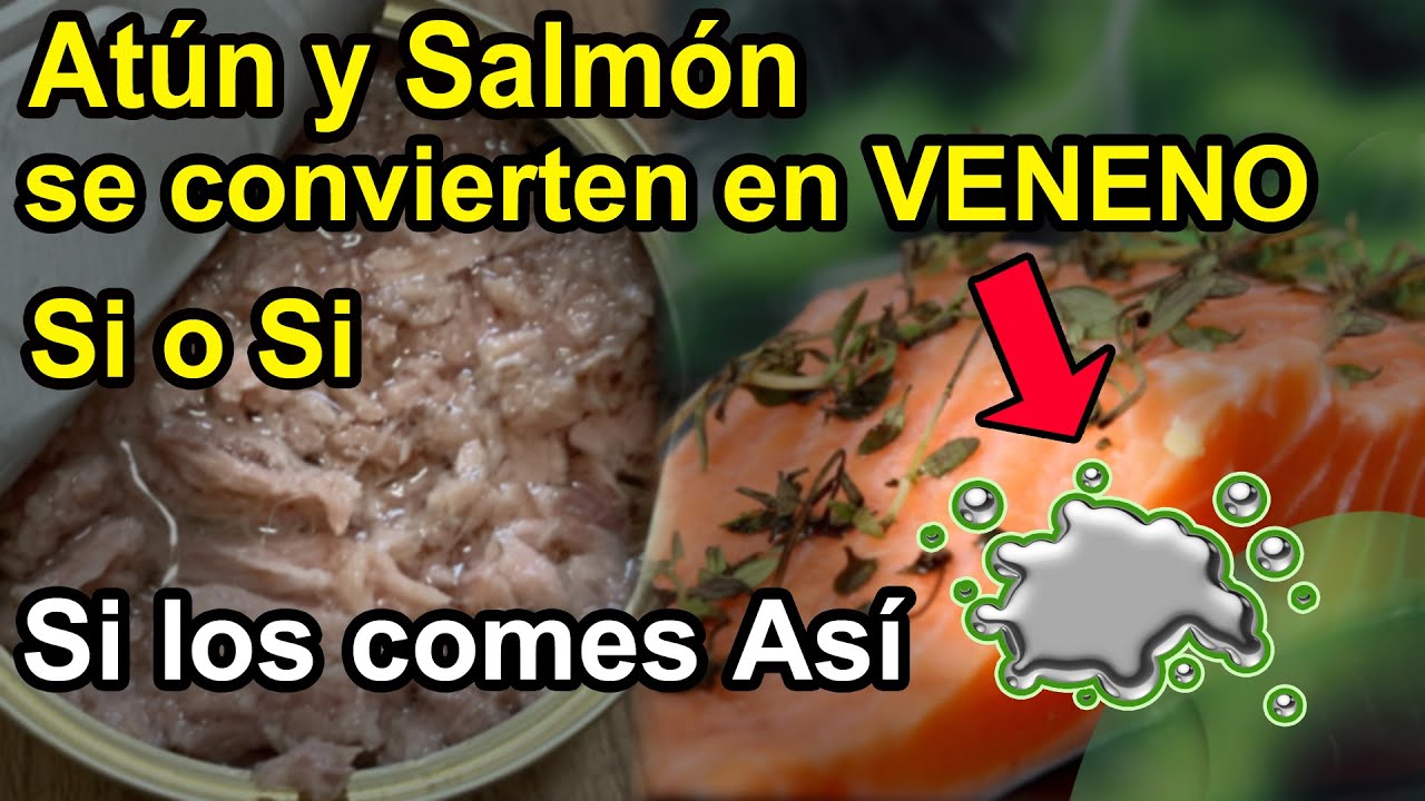 Watch Atún y Salmón se convertirán en VENENO en tu cuerpo Si o Si si comes Así Now Atún y Salmón se convertirán en VENENO en tu cuerpo Si o Si si comes Así