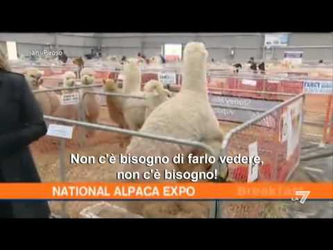 (Ah)i Piroso del 25/03/2011