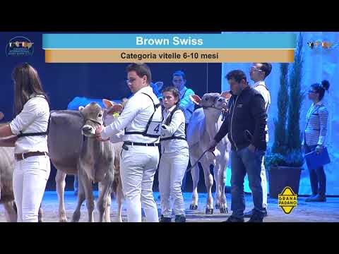 Cremona International Dairy Show 2022 - Brown Swiss Heifers Show