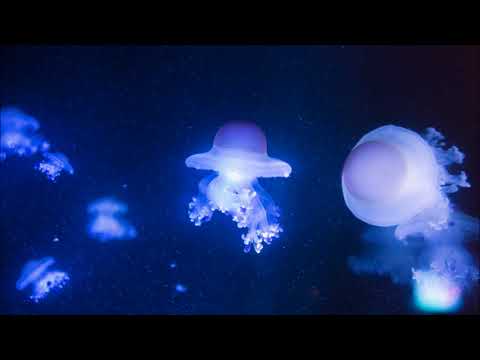 Will Cookson-  Still Life