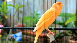 Download lagu Suara kenari gacor durasi panjang, Masteran Kenari cengkok mewah ngalun cocok untukpancingan 333 mp3