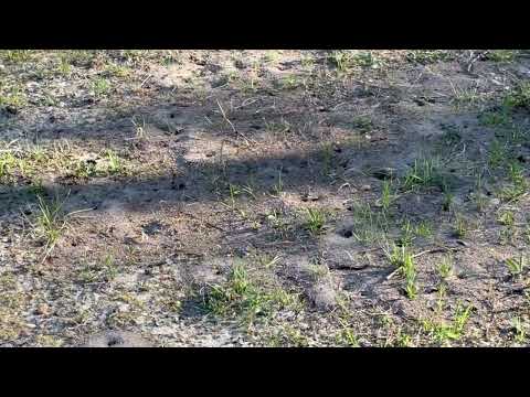 A Community of Ants in the Yard in...