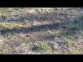 A Community of Ants in the Yard in Woodbridge, NJ