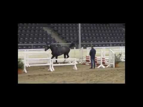 2 Körung Verden 2017