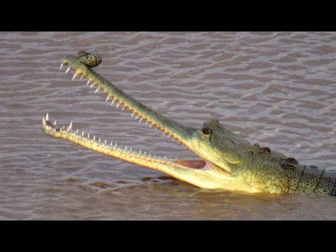 download lagu mp3 mp4 Gharial, download lagu Gharial gratis, unduh video klip Gharial