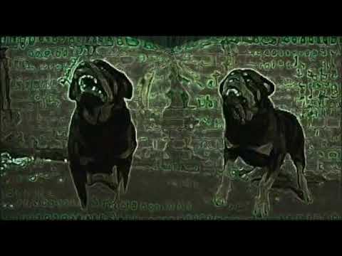 ROTTWEILER FLOW @LUCJAN&GENGAR