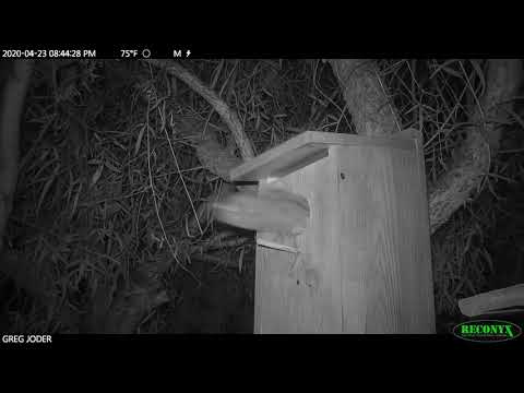 Screech Owl Nestbox Snake Escape