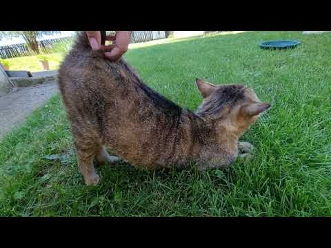 Scratching the tail base - two types of cats