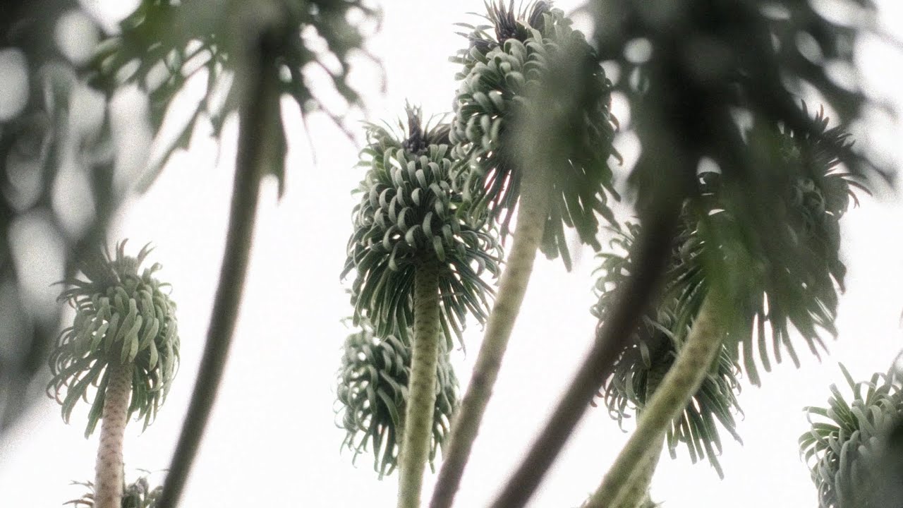 Sezon I 2025 Veronicastrum virginicum Adoration