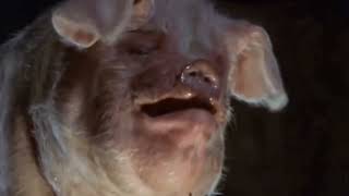 Every time Old Major says the word, &quot;man&quot; in animal farm