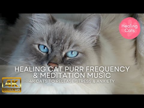 Healing Cat Purr Frequency with Meditation Music 4K ~ Stress relief, deep sleep, yoga & meditation