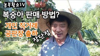 복숭아 판매 어떻게 할까? 개인 직거래, 농협 공판장 출하 장단점 / 생산자(출하인) 등록 방법
