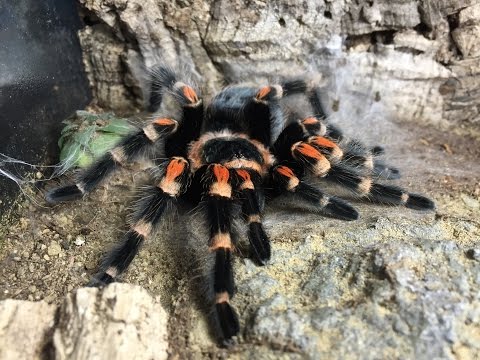 Sklípkavec plameňokolenný (Brachypelma auratum) — terárium, kŕmenie a správanie