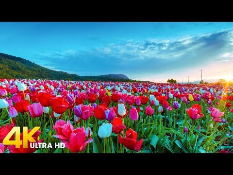 Amazing Tulip Flowers in 4K UHD - Beautiful Colors of Tulip Flower with Relaxing Piano Music