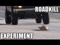 Turtles or Snakes- Which do cars hit more? ROADKILL EXPERIMENT