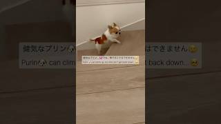 #puppy #犬のいる暮らし