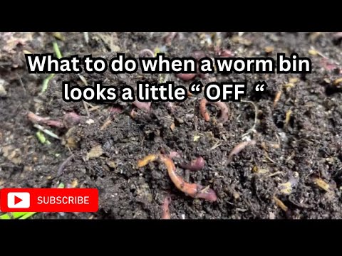 What to do when one of your red wiggler breeder bins looks “OFF” #wormfarm #wormcomposting