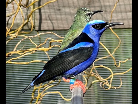 Purple & Red-legged Honeycreepers and Blue-necked Tanagers.