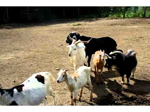 13250 SW 199 AV,Miami,FL 33196 Commercial For Sale