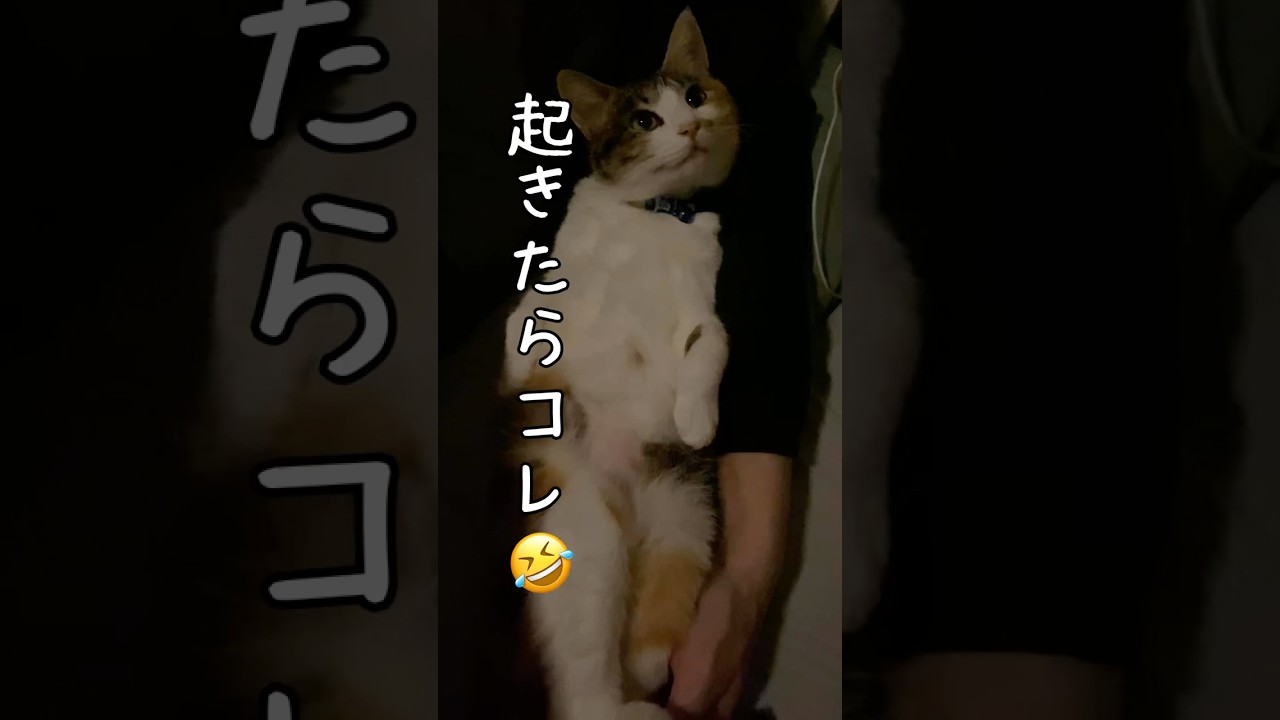 【大家族】起きたらこうなってた😂　#shorts #癒し #猫のいる暮らし