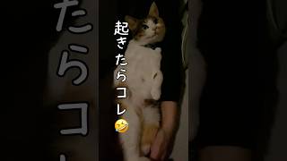 【大家族】保護猫ちゃん起きたらこうなってた😂　#shorts #癒し #猫のいる暮らし