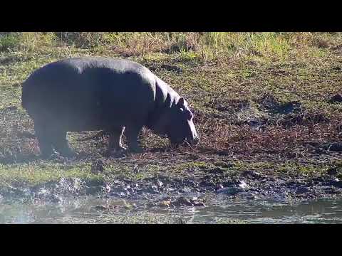 Djuma: Hippo female and calf grazing by the dam - 08:24 - 06/15/21