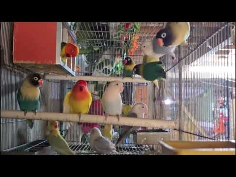 Lovebird Sounds - 1 hour of Lovebird Flock Chirping