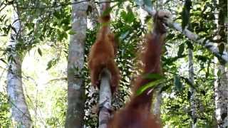 preview picture of video 'The last free live Orang Utan of the world in Bukit Lawang - Sumatra - Indonesia'