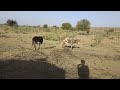 Crazy Donkey Mating Between 2 Male And 1 Female Donkey Animallife Donkey Wildanimals
