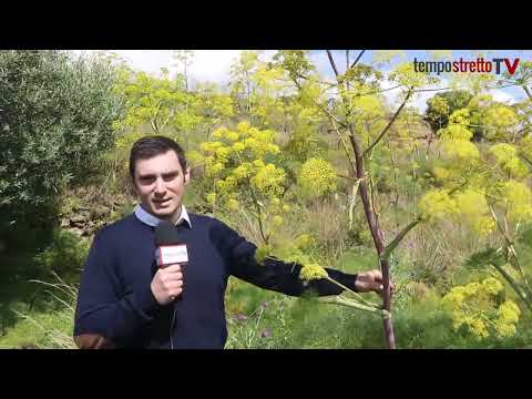 La spettacolare fioritura della ferula, la seducente pianta mediterranea