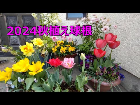 11月に植える球根 アリウム 開花 5月 6月 紫 ピンク 白