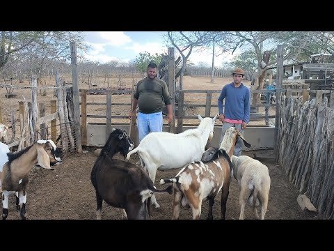 NETO PREPARA SUAS CABRA LEITEIRA PARA EXPOSIÇÃO EM SOLEDADE NA PARAÍBA