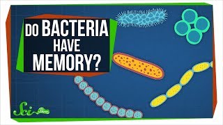 Do Bacterial Cells Store Memories?