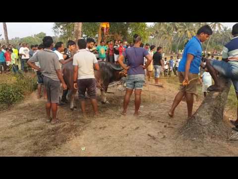 Bull fight in Goa 2017