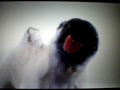 Pug Licking The Screen