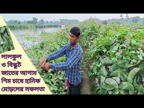 আগাম শিম চাষ। লাখ টাকার স্বপ্ন ডুমুরিয়ার হানিফের।