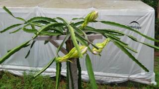 How to grow Dragon Fruit in SWFL  ( part 13 )