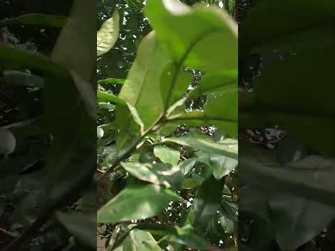 कागजी नींबू का पेड़ 🍋🌿 | Morning Nature Status ✨ | Sukoon & Relaxing India Vibes