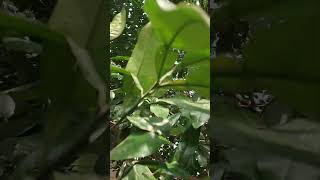 कागजी नींबू का पेड़ 🍋🌿 | Morning Nature Status ✨ | Sukoon & Relaxing India Vibes