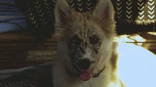 Delicate Steve - "Cowboy Stories"