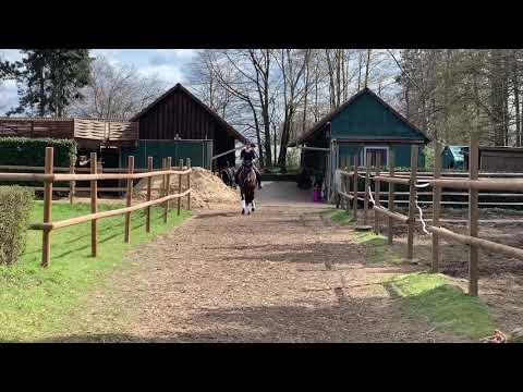 Bewegungsstarke Stute für fördernden Reiter