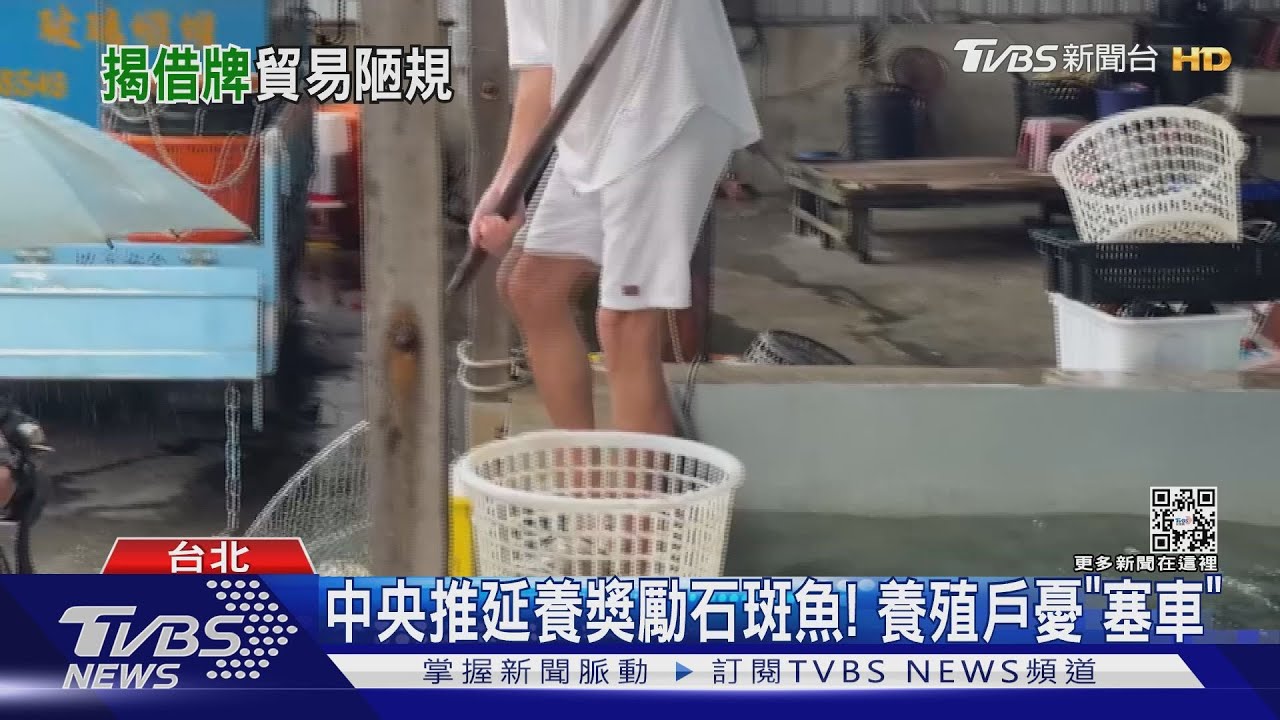 中央推延養獎勵石斑魚! 養殖戶憂通路「塞車」