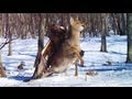 GOLDEN EAGLE ATTACKS AND CATCHES DEER ...