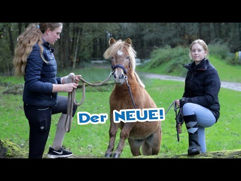 Konkurrenz für Jungpferd Joey - 3 jähriger Wallach mit blauen Augen zieht ein